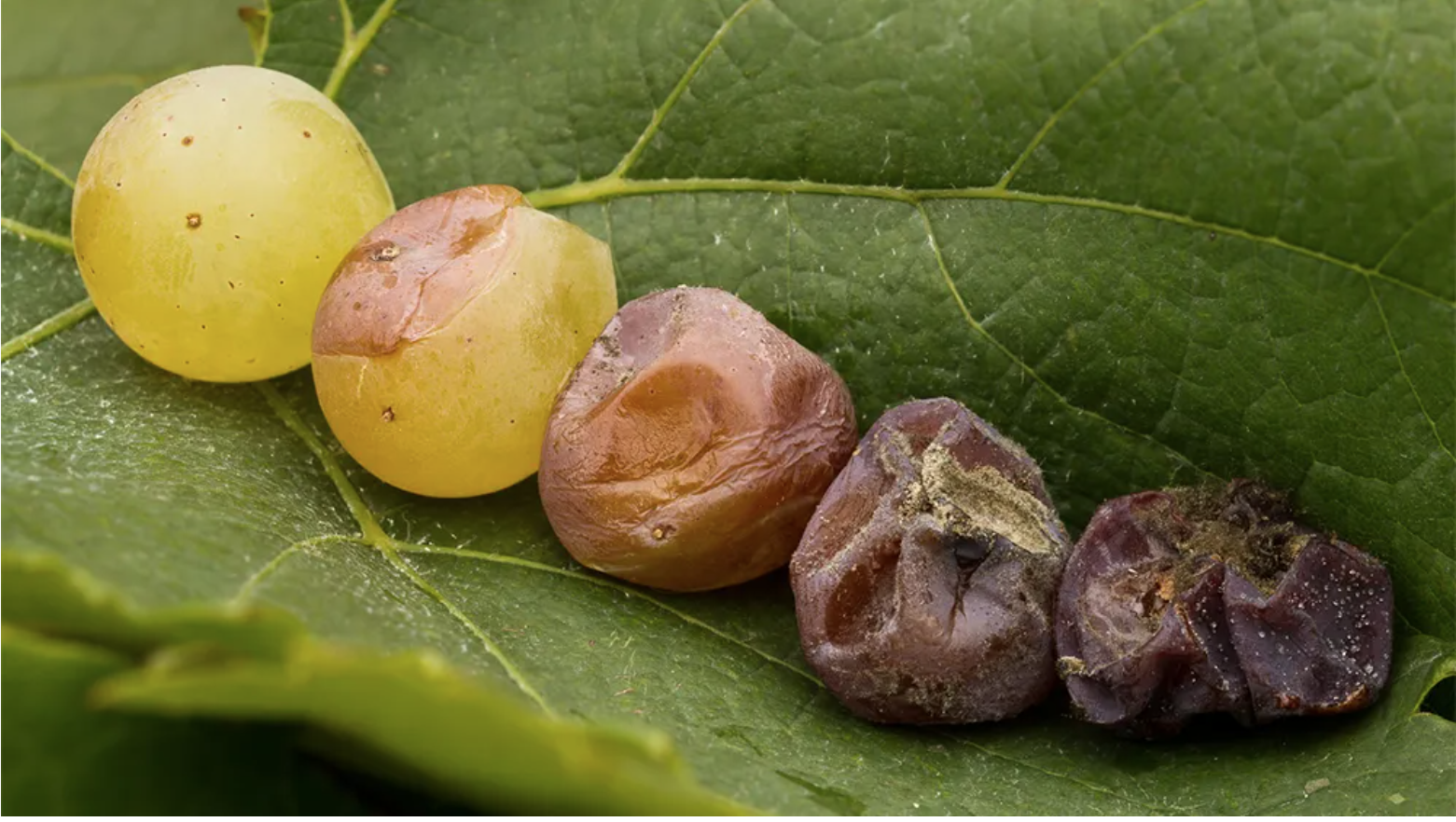 Noble Rot Wines: A Guide to the Premium Sweet Wines made from Rotting Grapes